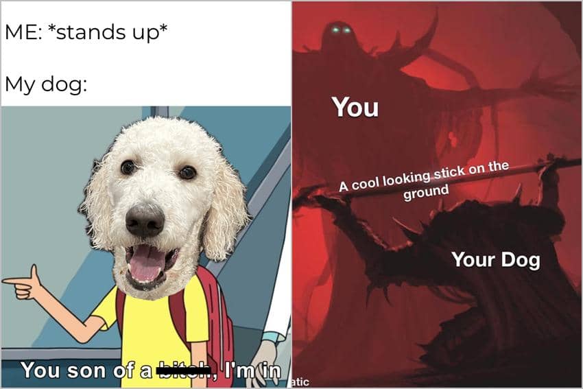 8 Meme Kartun tentang Anjing Peliharaan, Kerjaan Mereka Ngikut Mulu