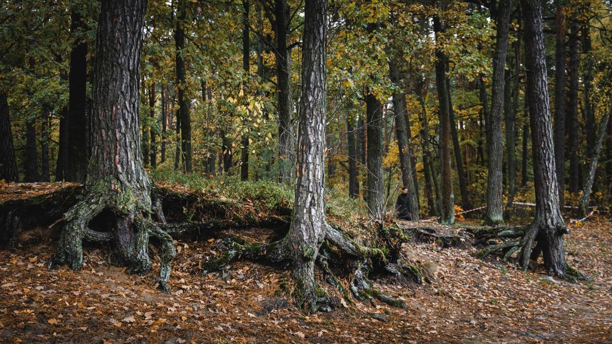 Bagaimana Nasib Akar Pohon Jika Batangnya Ditebang? Ini Penjelasannya