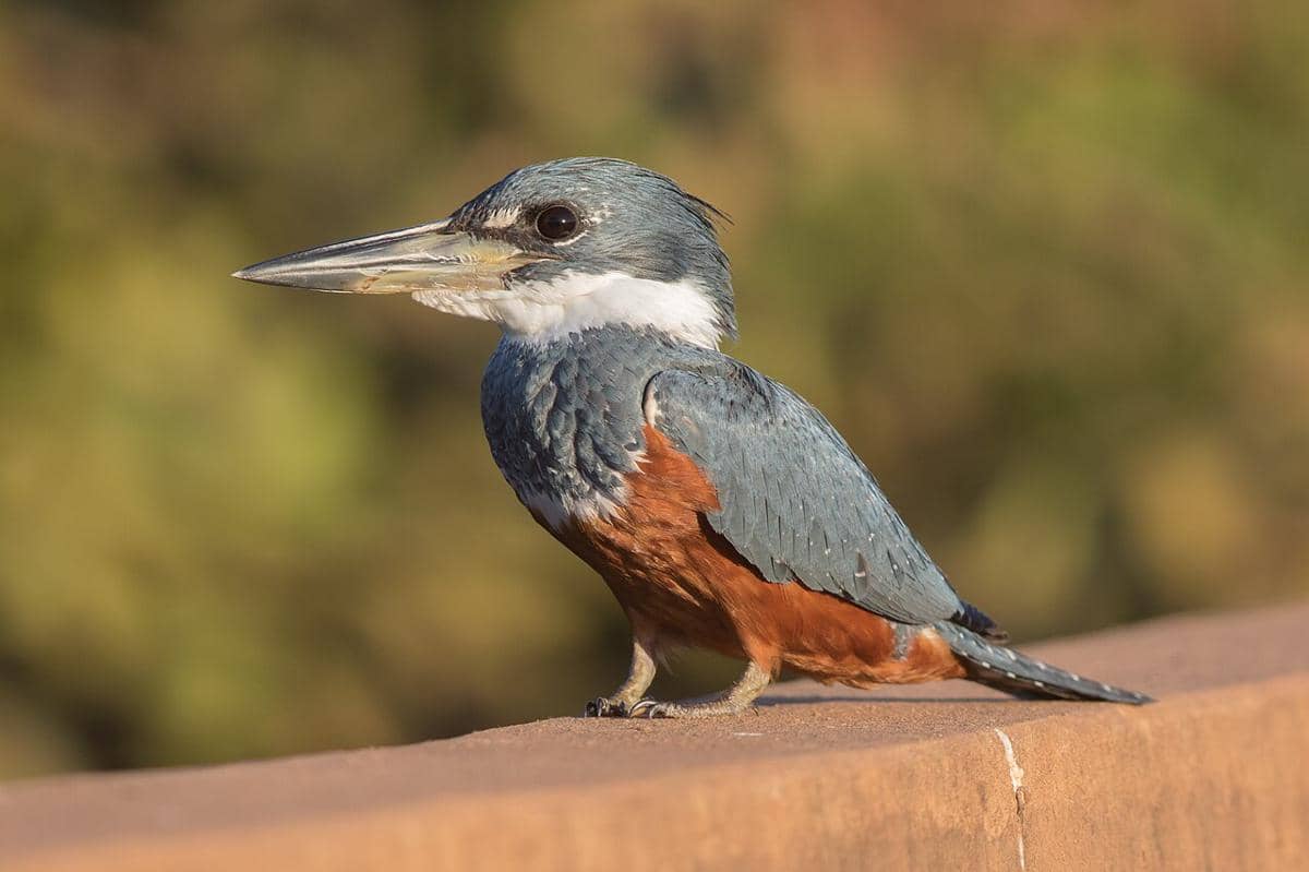 5 Fakta Unik Ringed Kingfisher, Burung Kecil yang Berisik