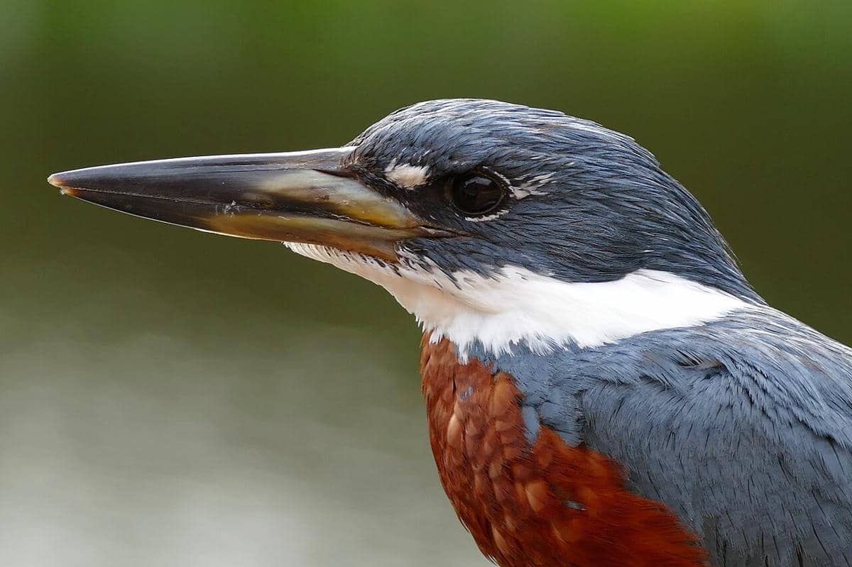 ringed kingfisher