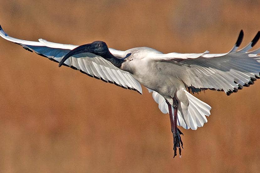 7 Fakta Ibis Keramat Afrika, Kenapa Jadi Burung Keramat Orang Mesir Kuno?
