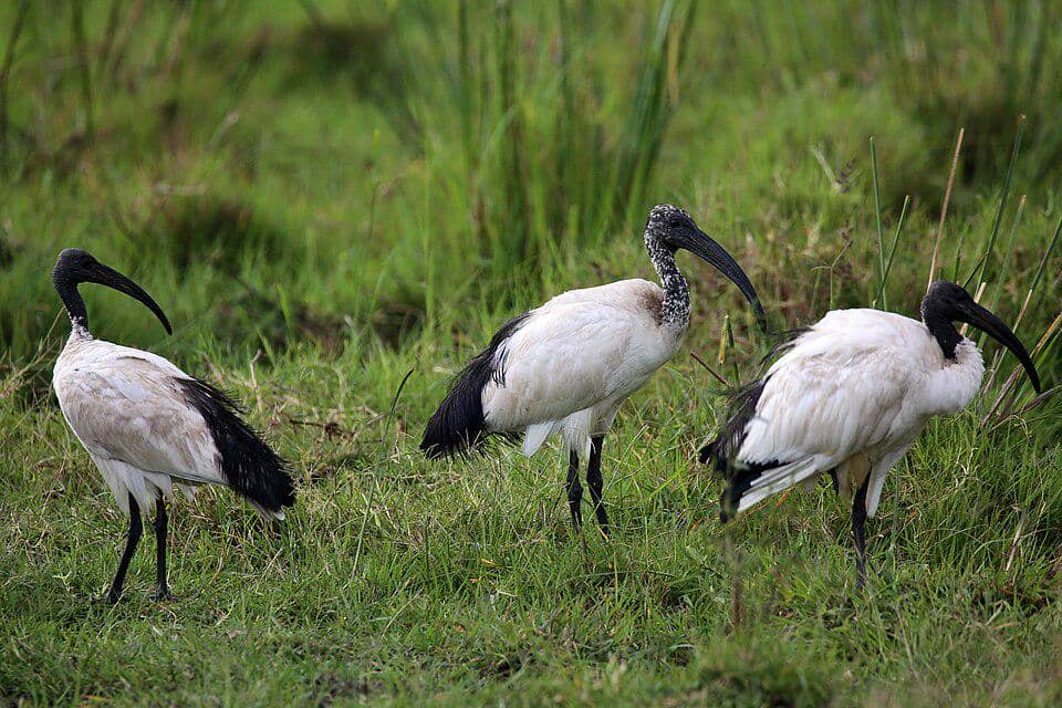 sekelompok ibis keramat afrika