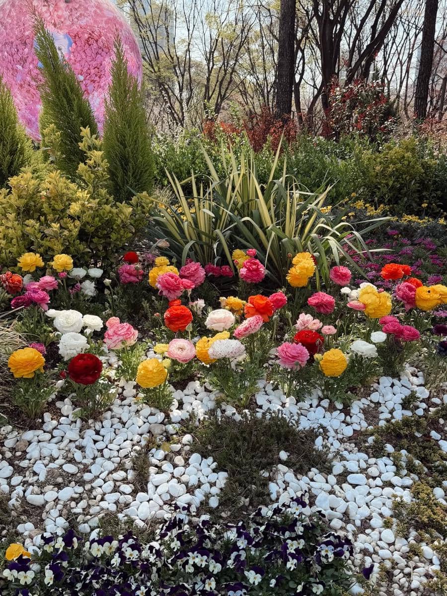 Yunita Siregar menikmati sakura di Seoul