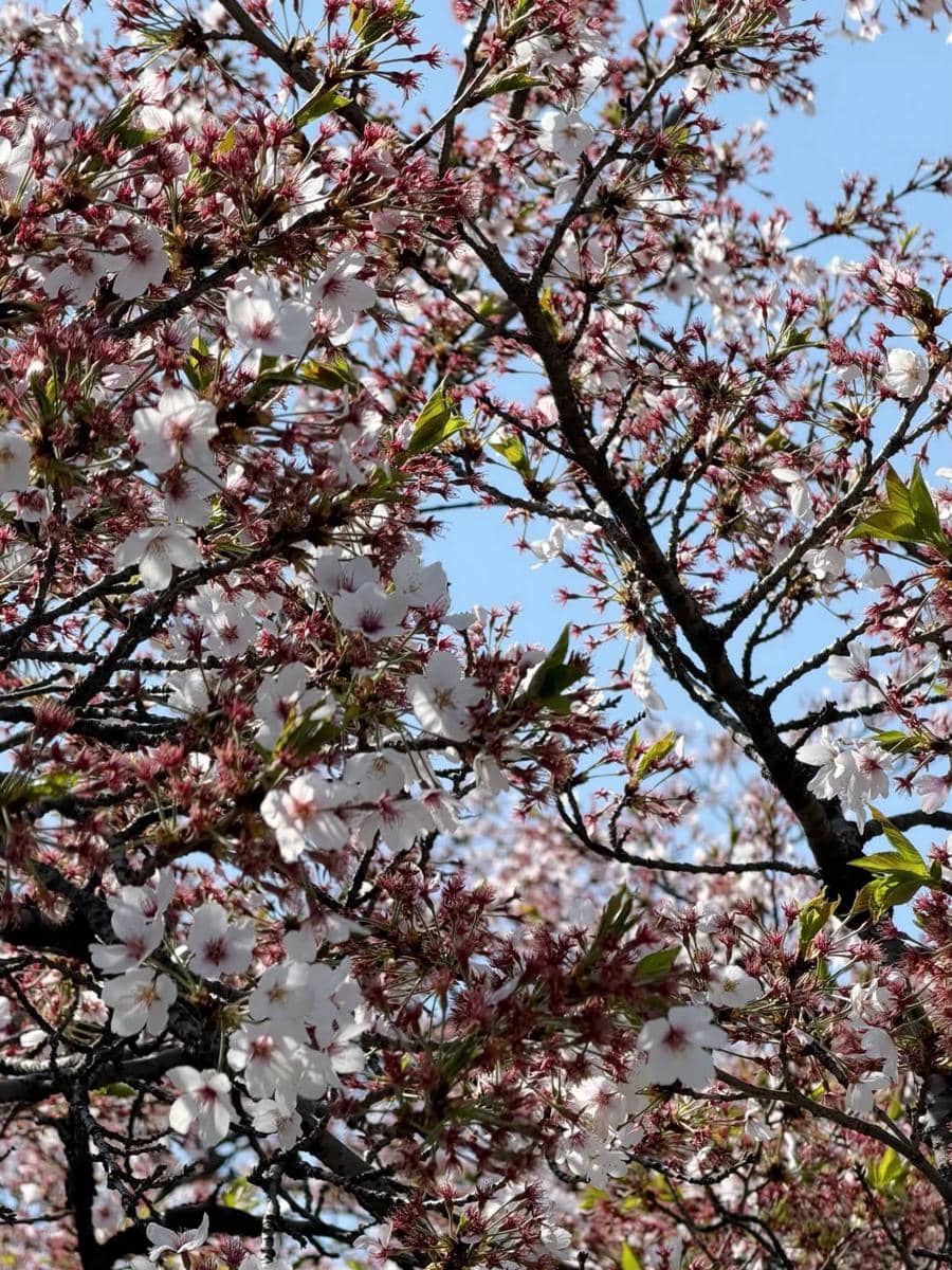 Yunita Siregar menikmati sakura di Seoul