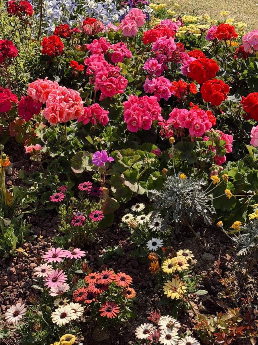 Yunita Siregar menikmati sakura di Seoul