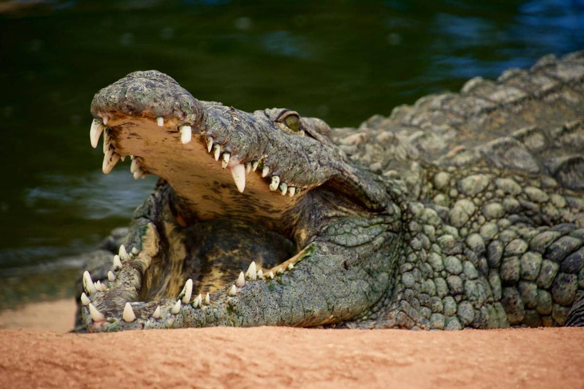 Seekor buaya besar dengan mulut terbuka lebar menampakkan deretan gigi tajam di tepi sungai berlatar air hijau.