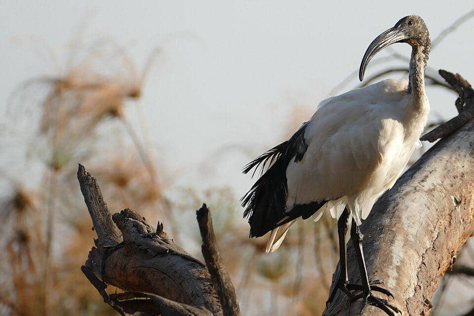 ibis keramat afrika di atas pohon