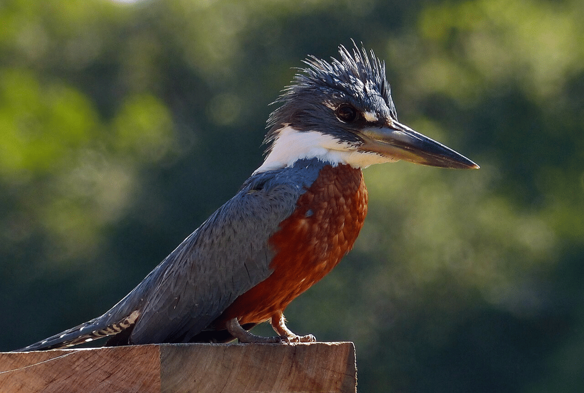 ringed kingfisher