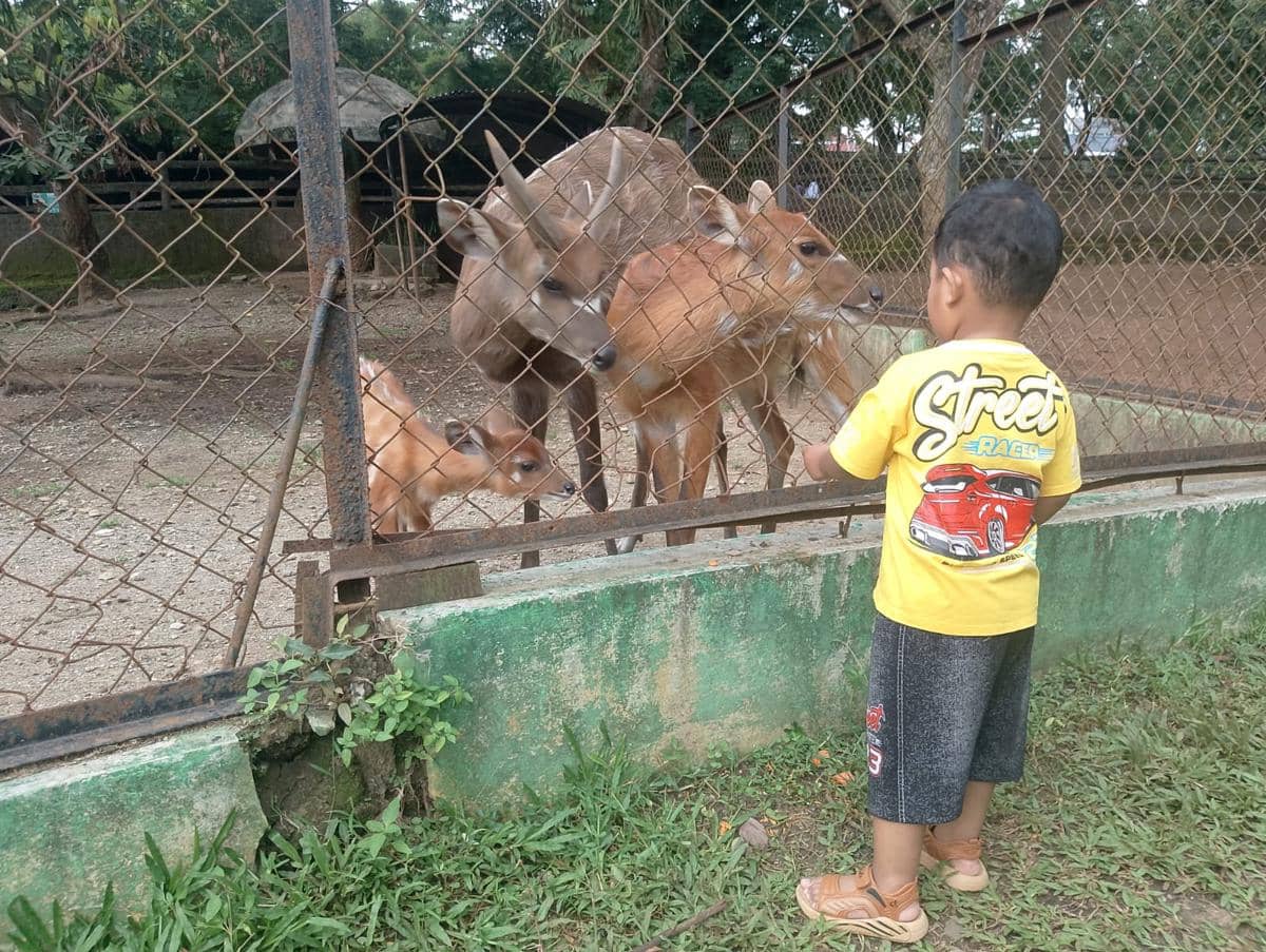 Selamat Lur! Sepasang Sitatunga di Semarang Zoo Lahirkan Seekor Anak