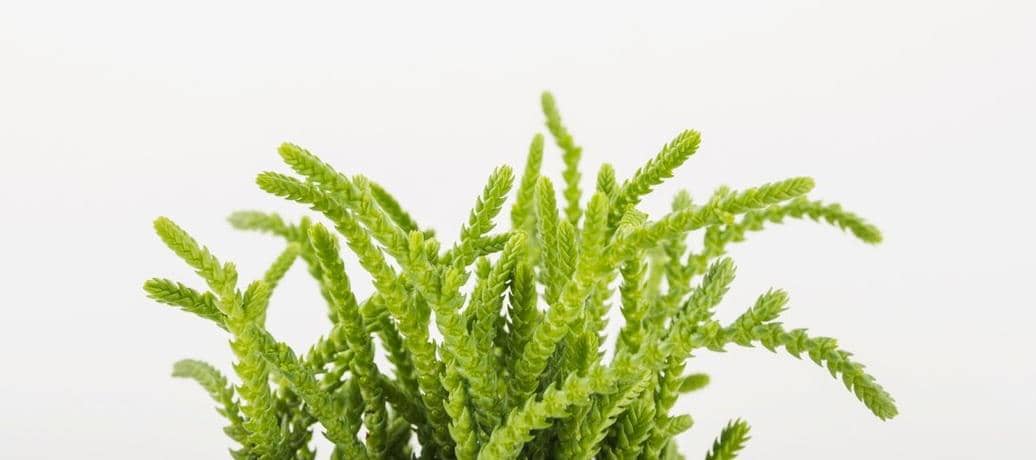 ilustrasi rumput laut (freepik.com/freepik)