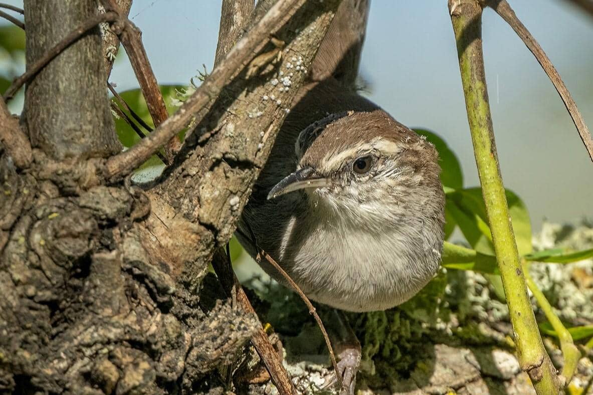 Bewick's Wren 