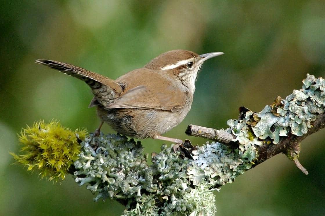 5 Fakta Bewick's Wren, Burung yang Punya Dialek Berbeda di Tiap Wilayah