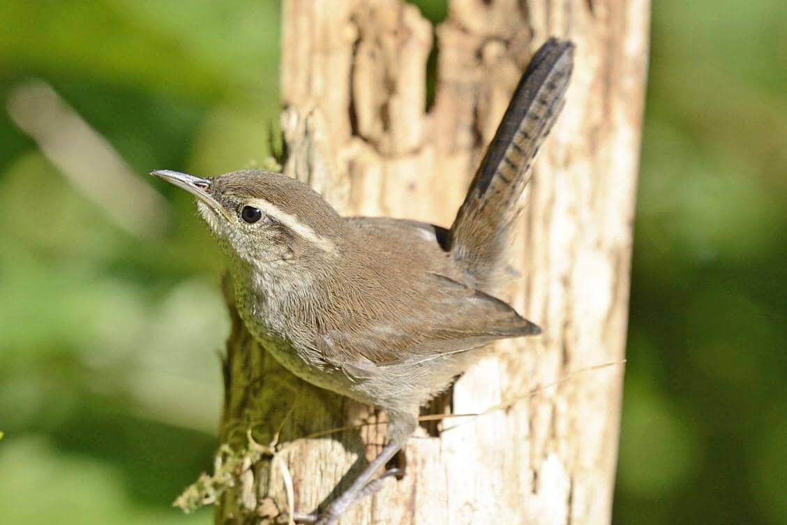 Bewick's Wren