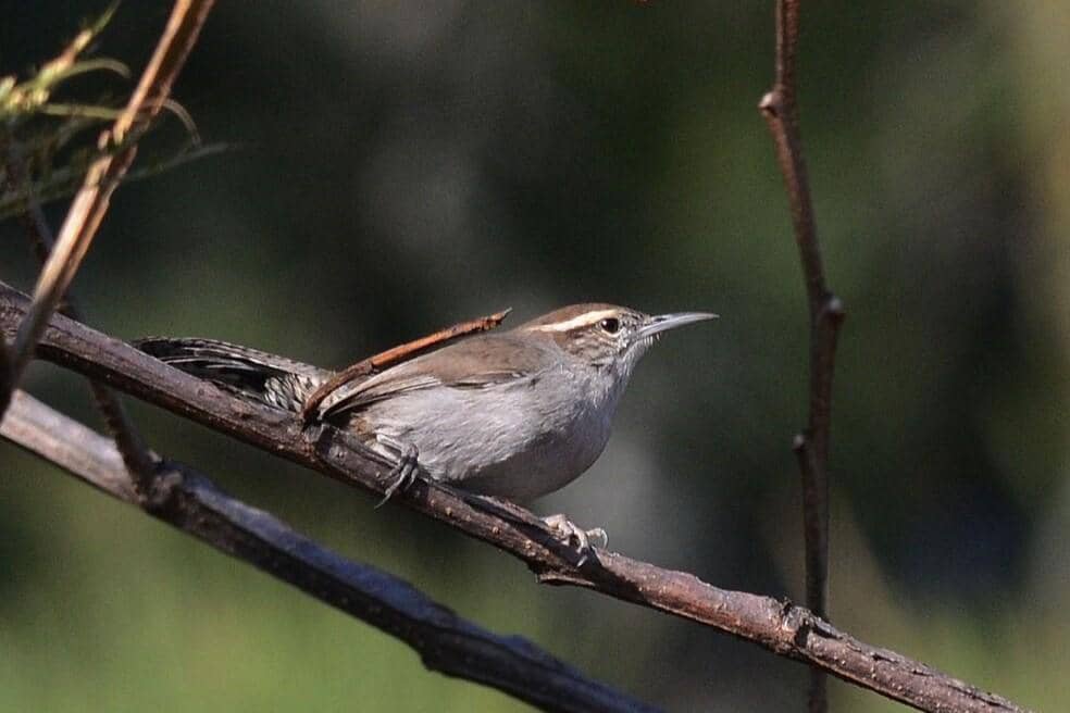 Bewick's Wren 