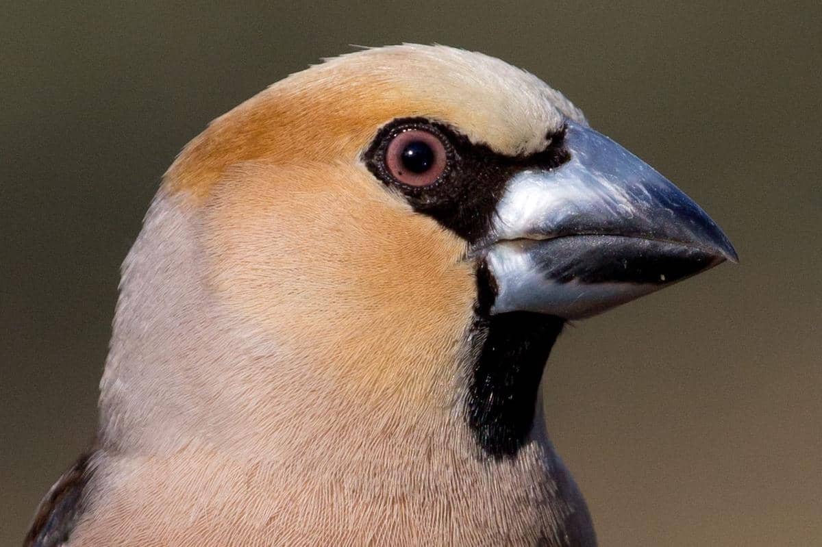 Hawfinch punya paruh super kuat untuk  menghancurkan biji keras seperti ceri
