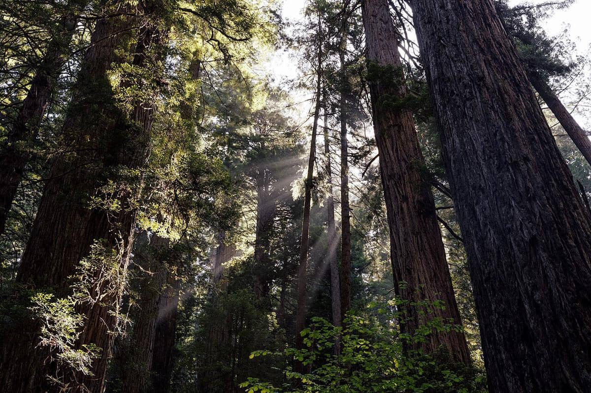 Pepohonan redwood yang tinggi menjadi tempat tinggal salamander pengembara