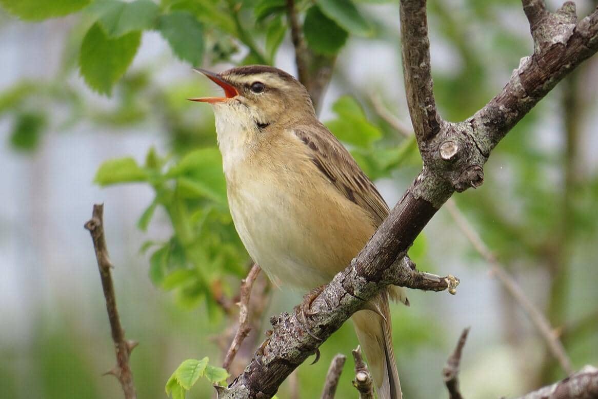 Sedge Warbler 