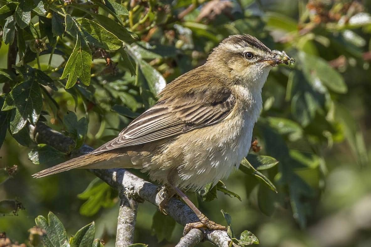5 Fakta Sedge Warbler, Burung Penyanyi yang Ahli Improvisasi Nada
