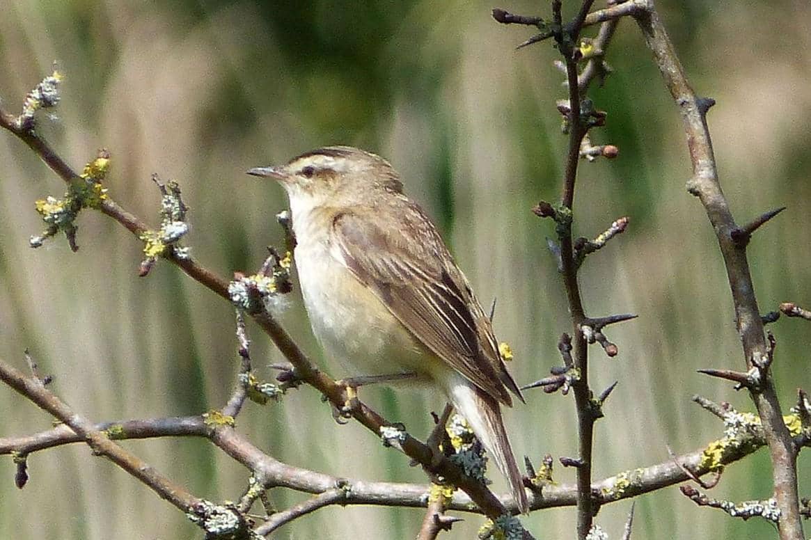 Sedge Warbler