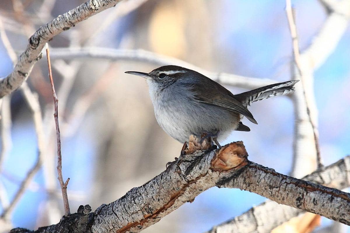 Bewick's Wren