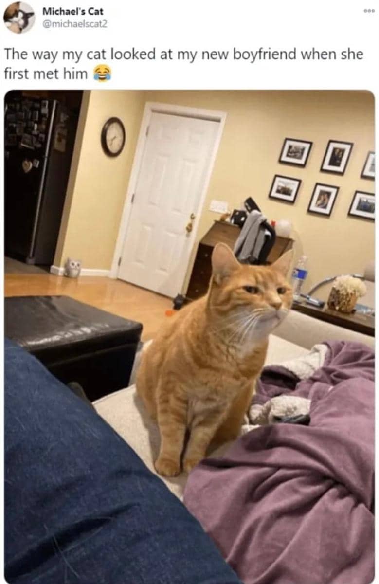 meme kucing tentang cowok