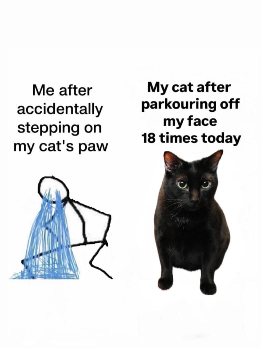 meme kucing tentang menginjak sesuatu