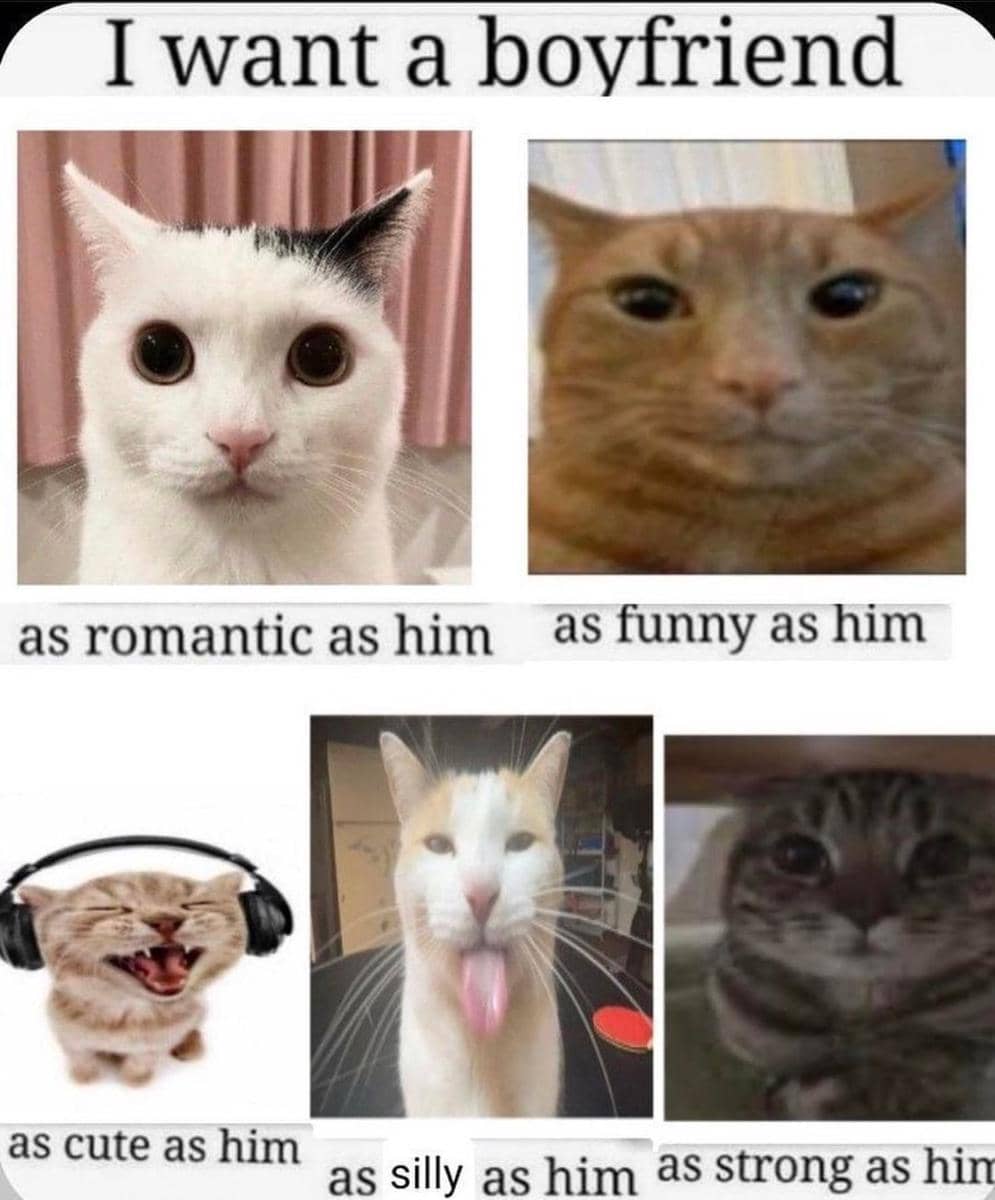 meme kucing tentang cowok