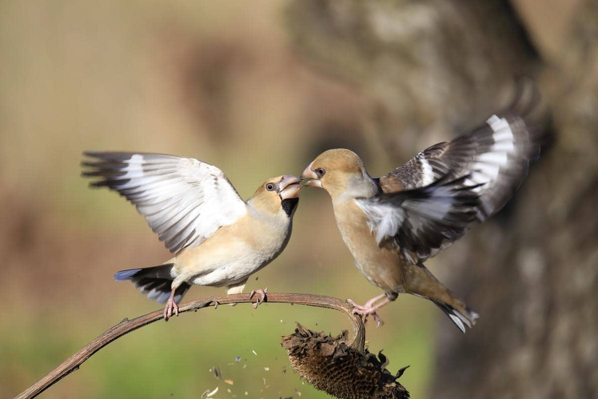 Hawfinch (Coccothraustes coccothraustes)
