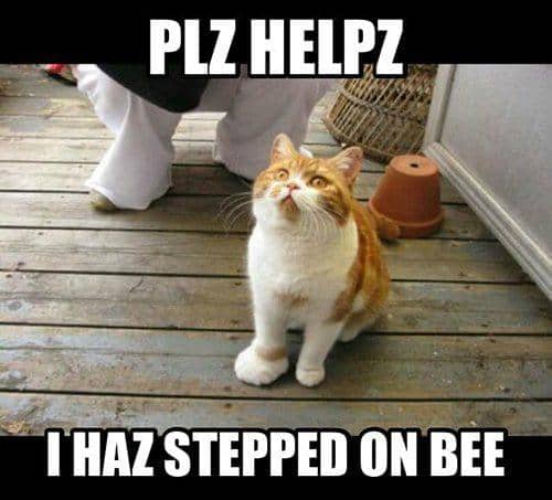 meme kucing tentang menginjak sesuatu