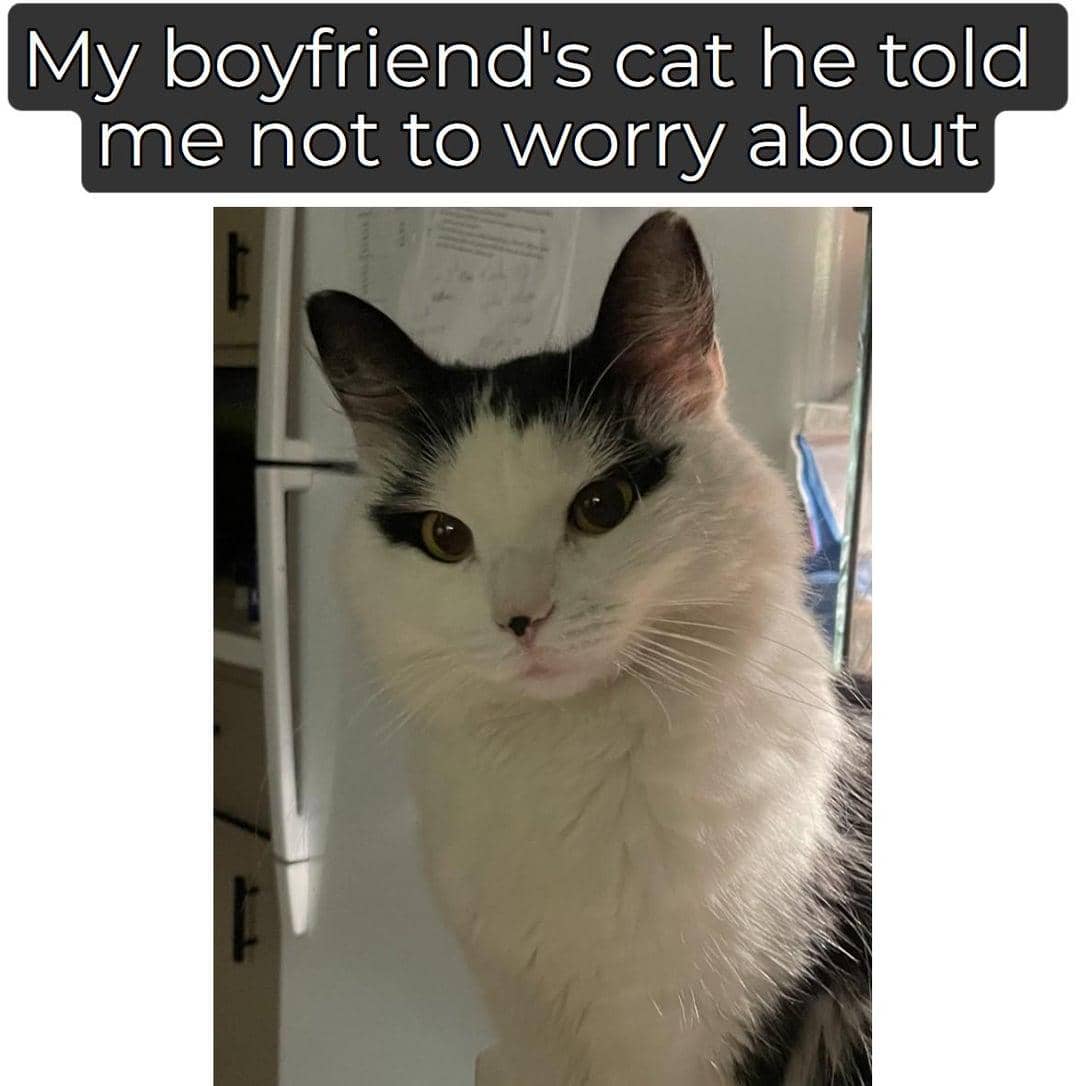 meme kucing tentang cowok