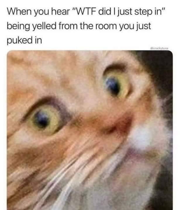 meme kucing tentang menginjak sesuatu