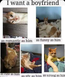 meme kucing tentang cowok