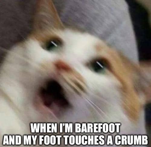 meme kucing tentang menginjak sesuatu