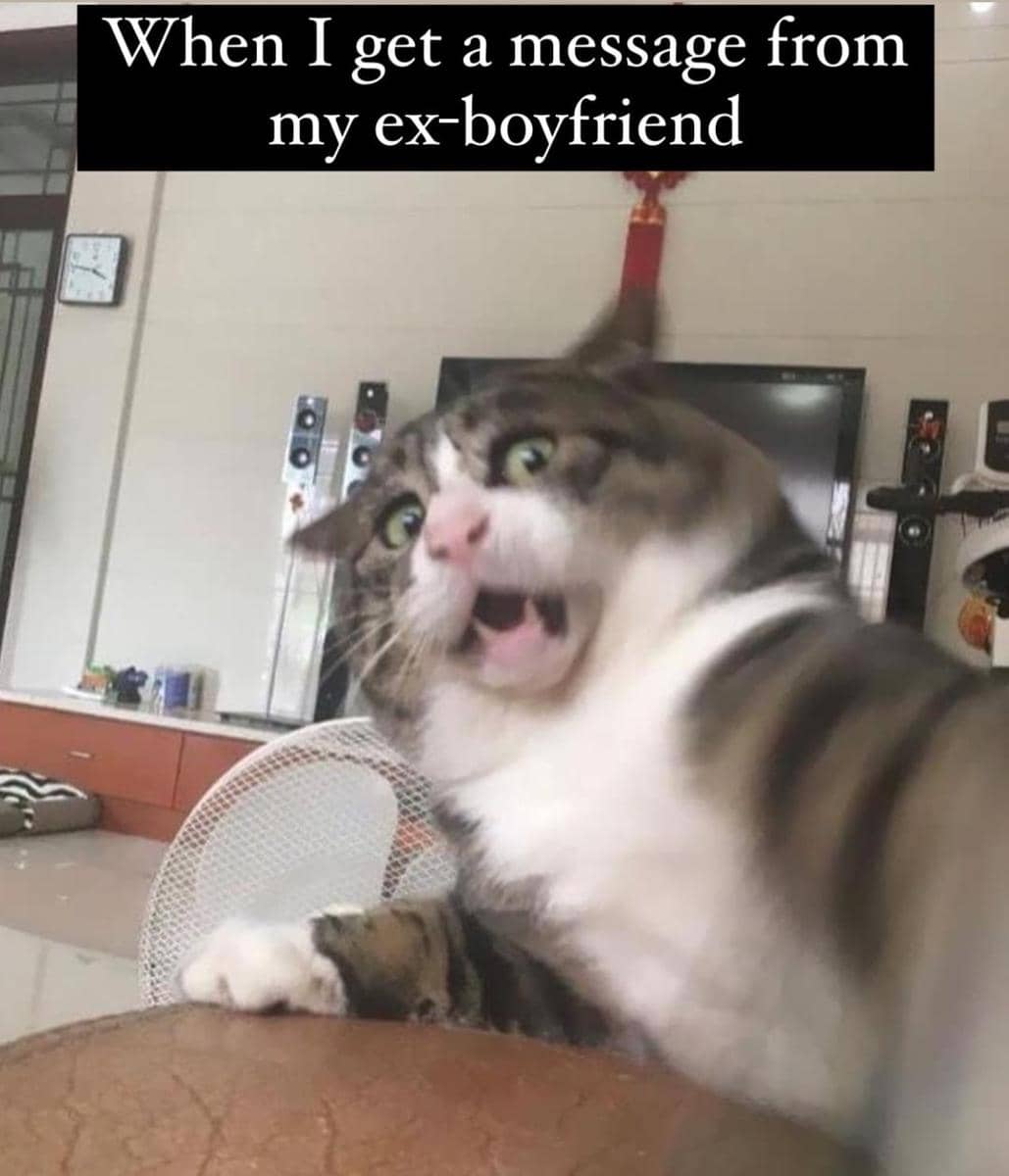 meme kucing tentang cowok