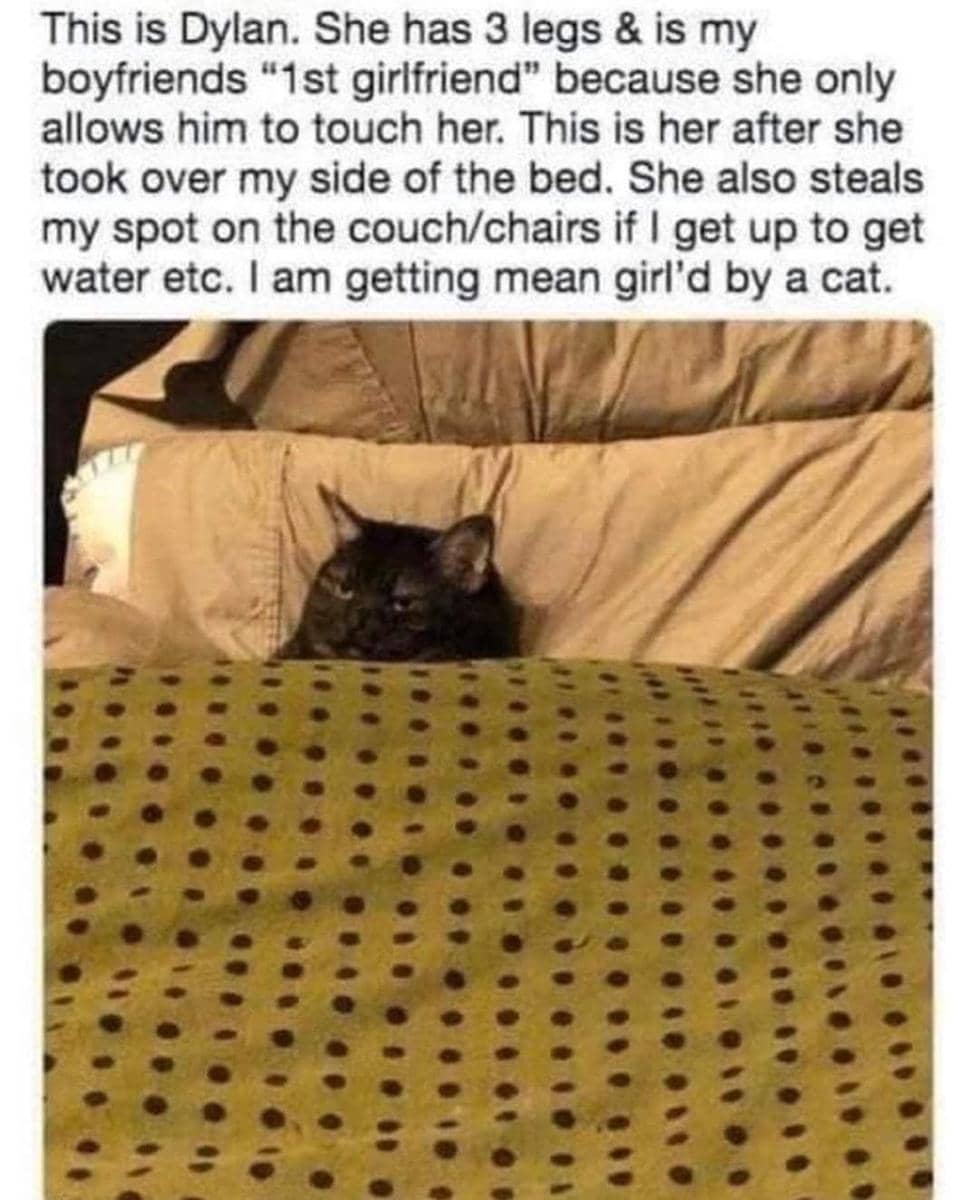 meme kucing tentang cowok