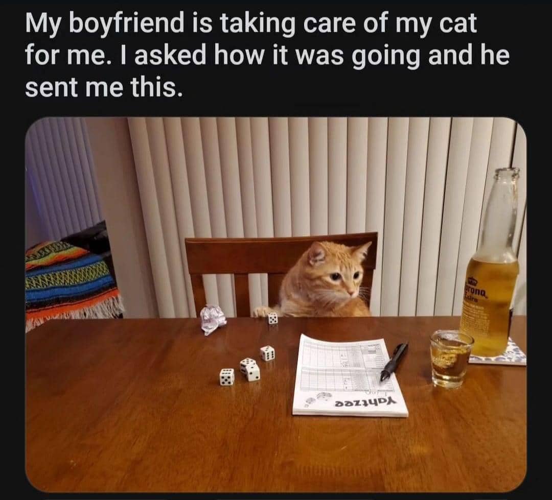 meme kucing tentang cowok