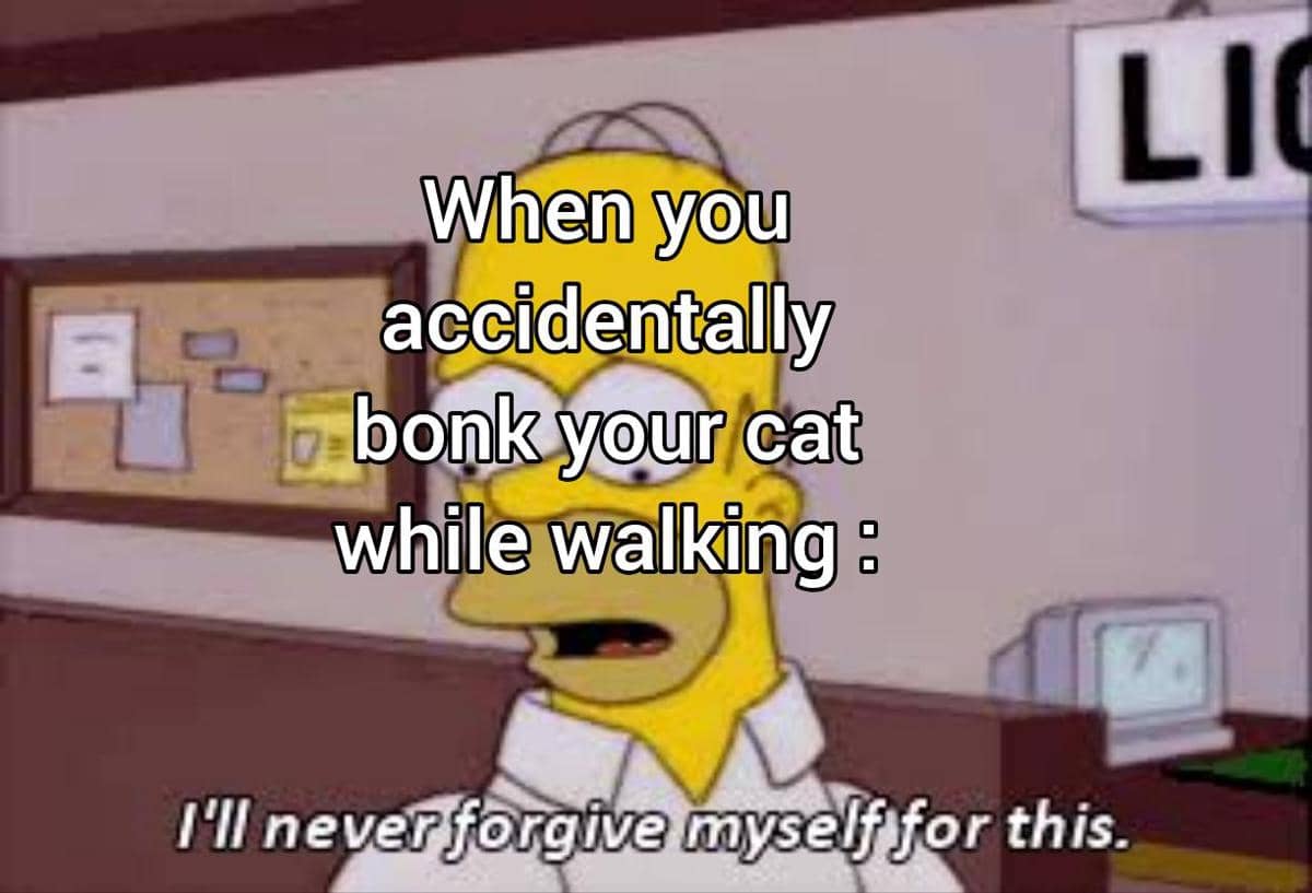 meme kucing tentang menginjak sesuatu