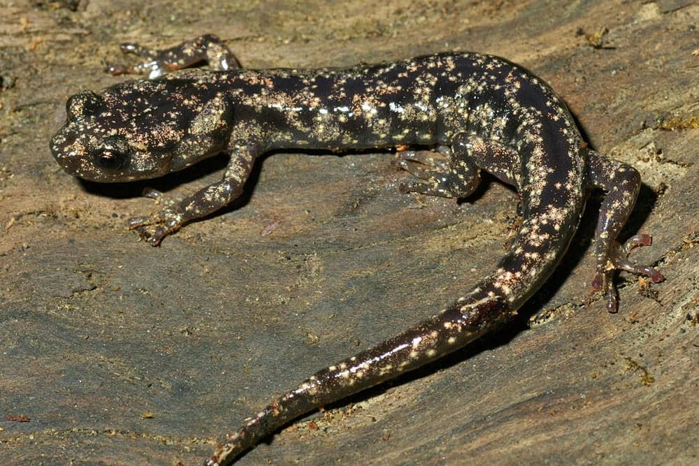 Salamander pengembara