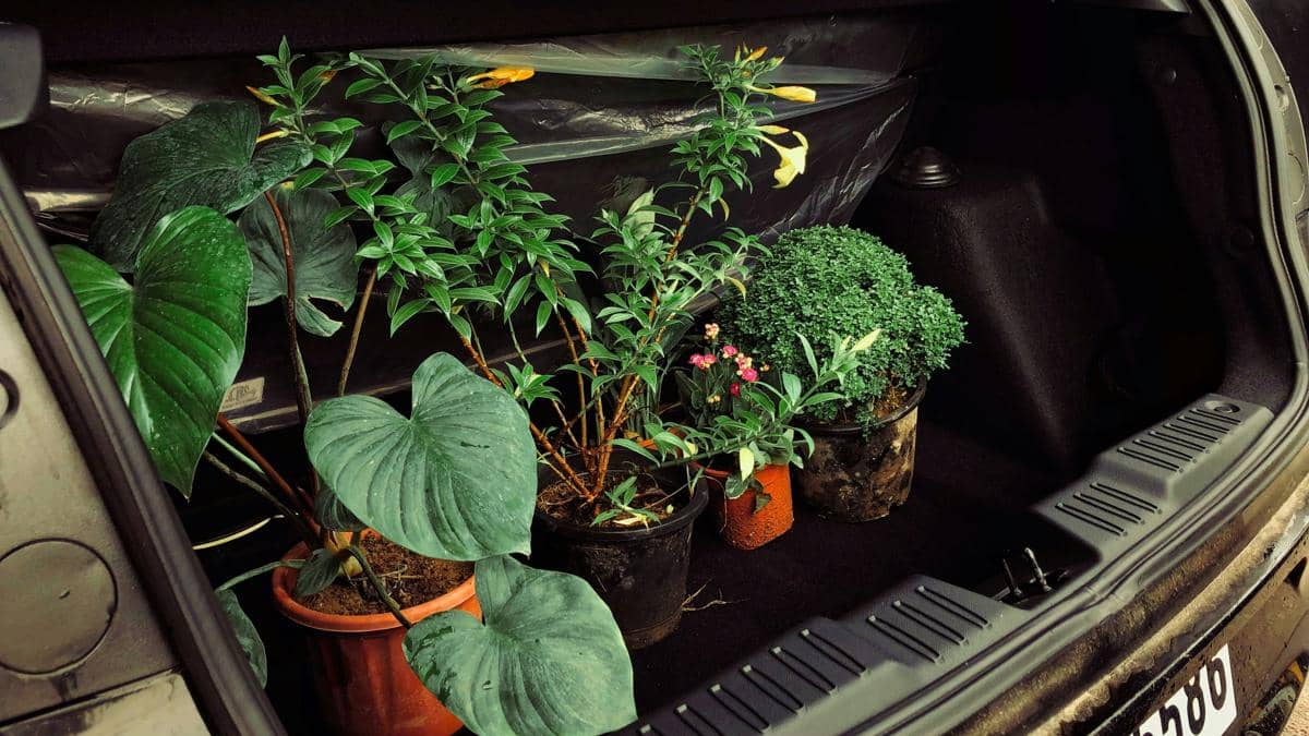 ilustrasi pengiriman tanaman