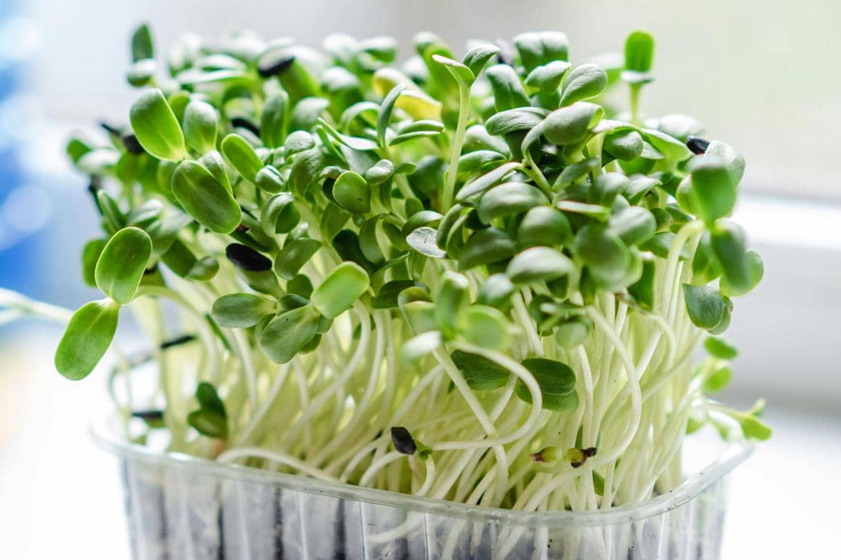 ilustrasi microgreens