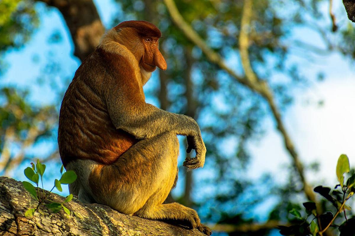 5 Primata memiliki Pergerakan Tidak Umum, dari Berenang hingga Menari
