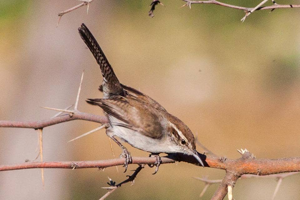 Bewick's Wren 