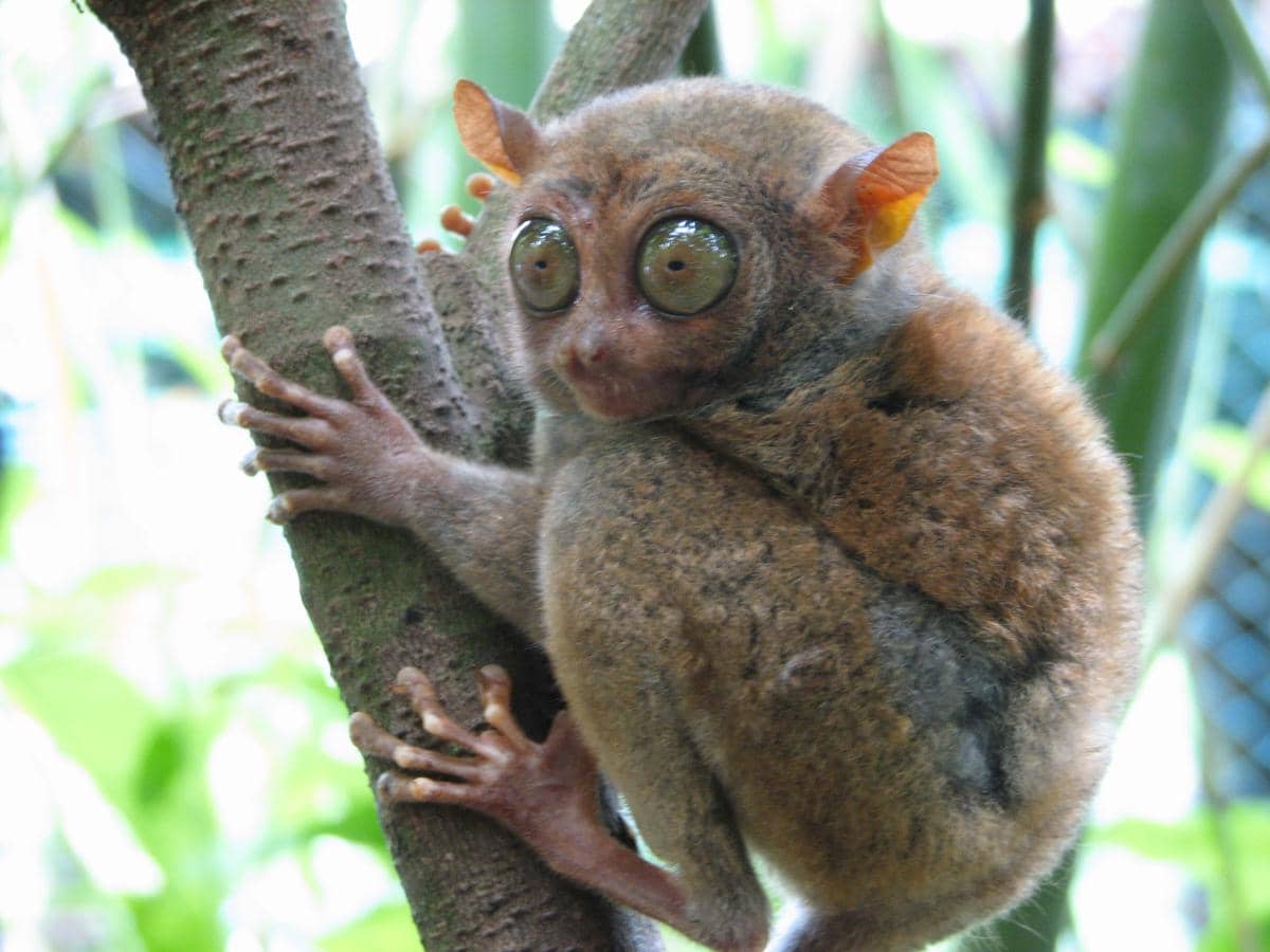 Tarsius 