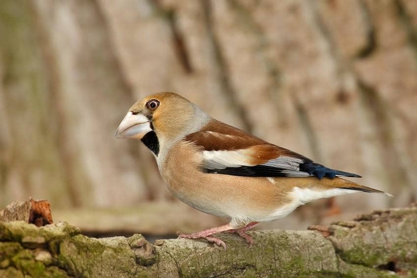 Hawfinch (Coccothraustes coccothraustes)