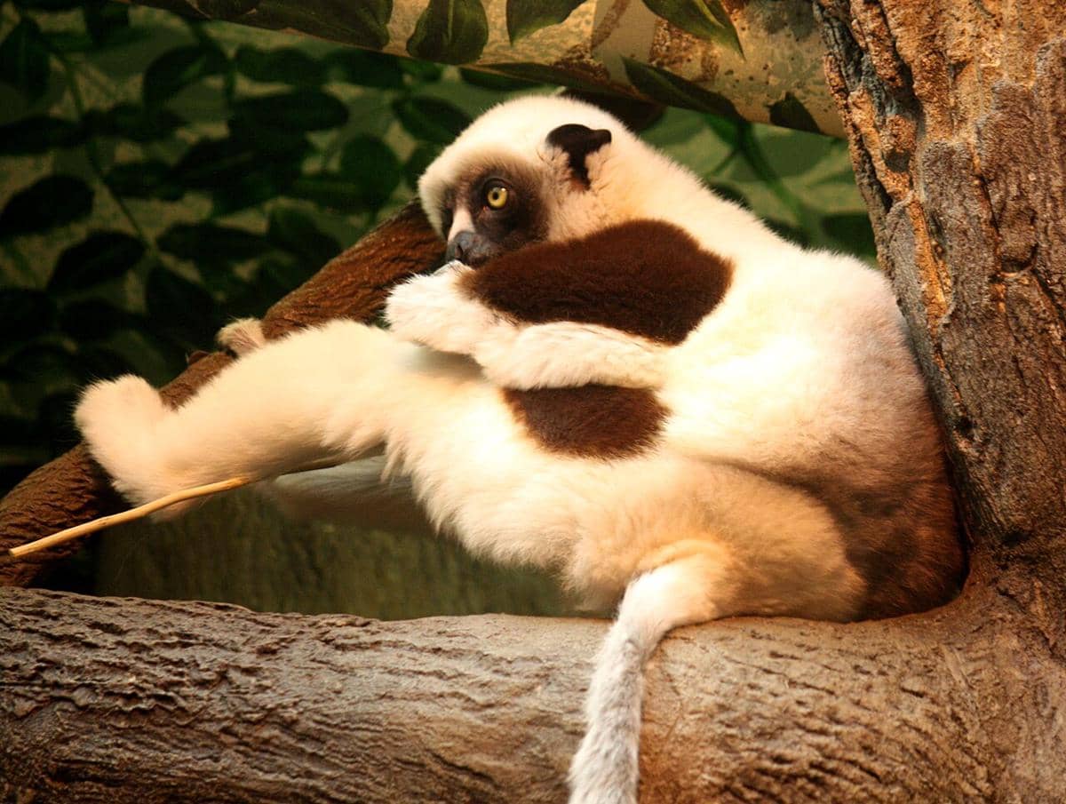 Sifaka