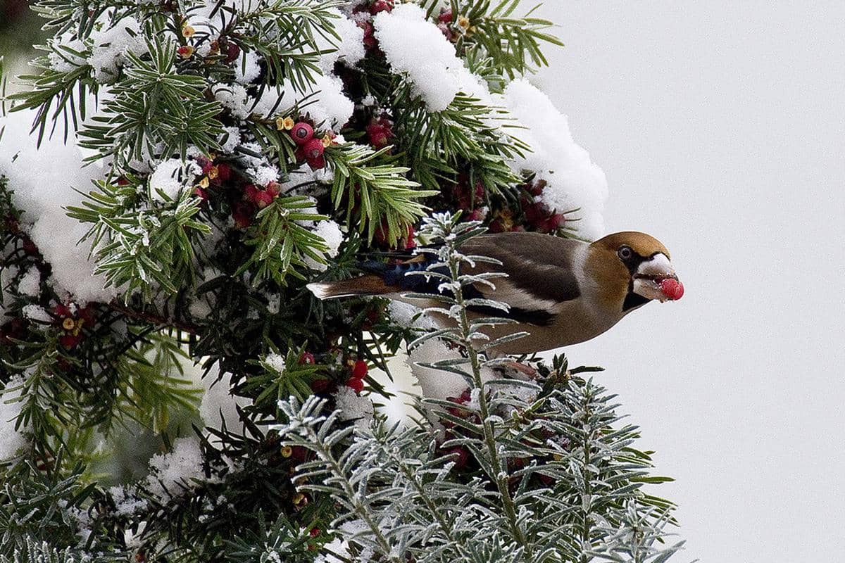 Hawfinch (Coccothraustes coccothraustes)