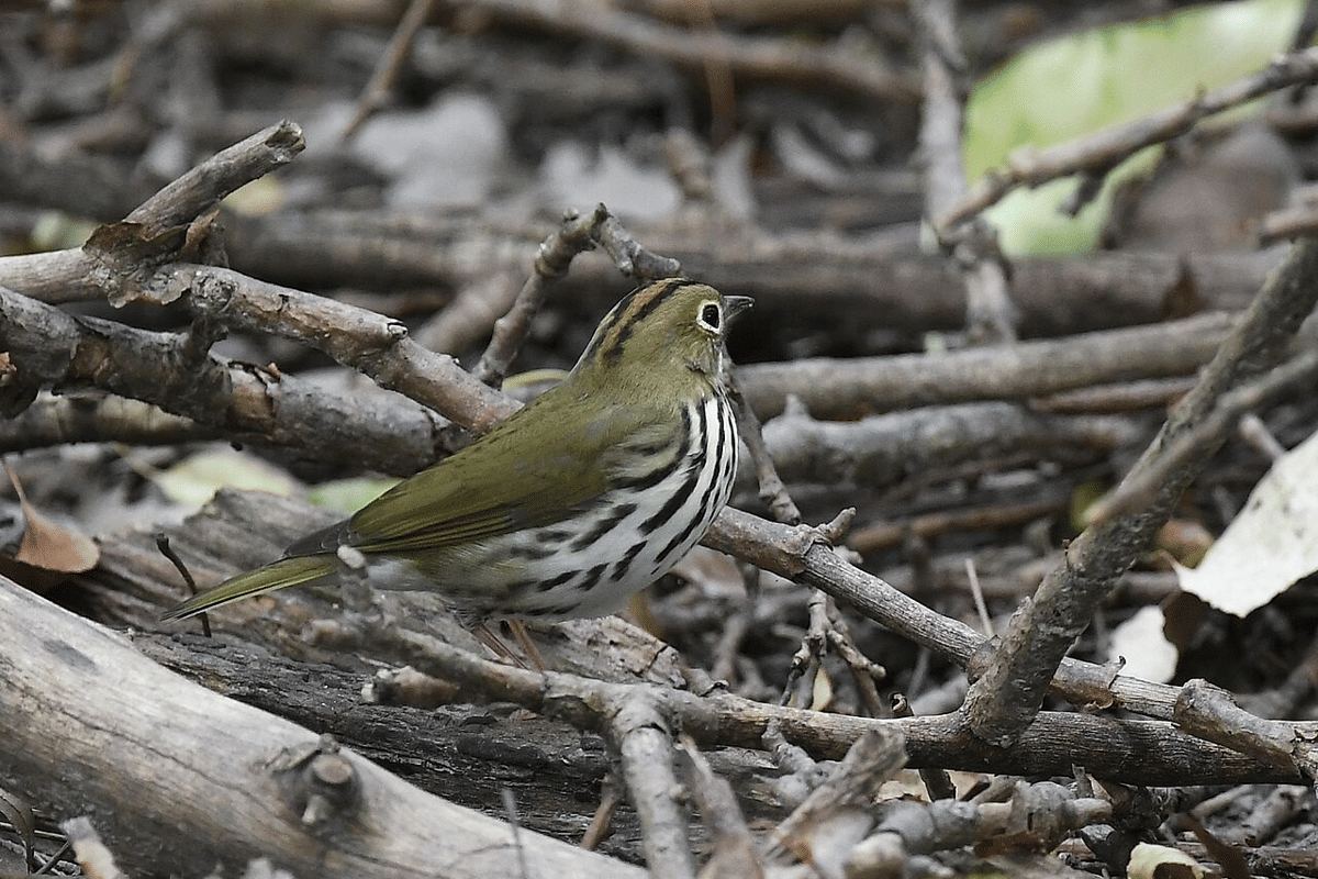 ovenbird