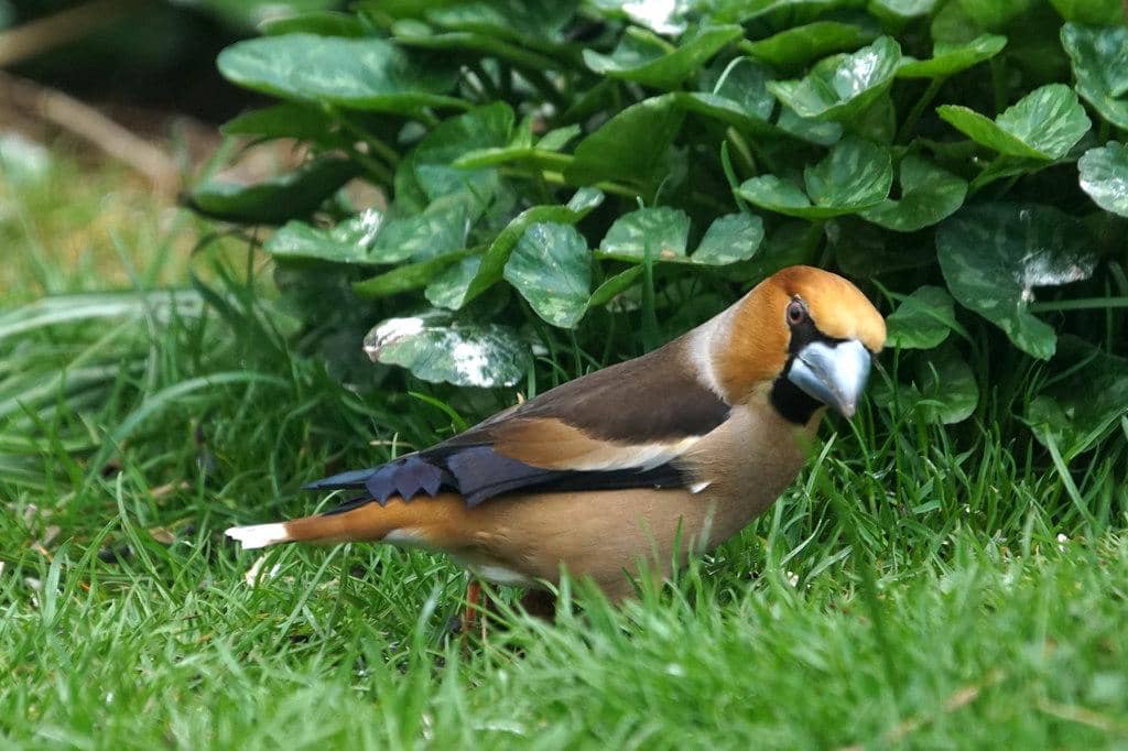 Hawfinch (Coccothraustes coccothraustes)