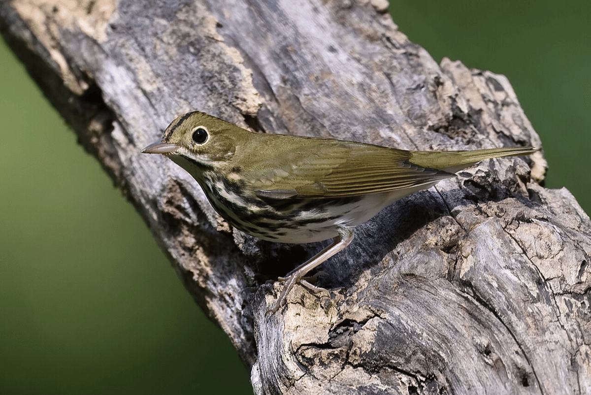 ovenbird