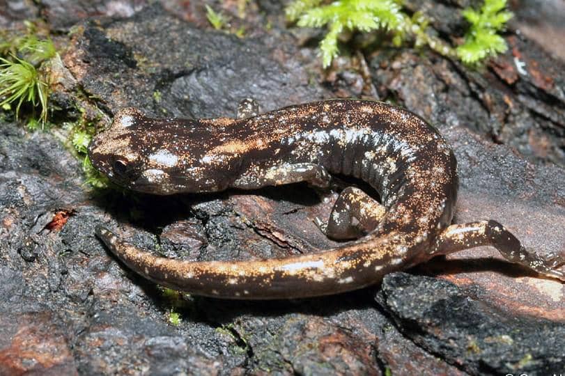 Salamander pengembara